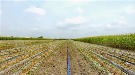 齐齐哈尔市梅里斯区积极行动 抗旱降损稳住粮食&ldquo;压舱石&rdquo;