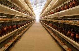 我国上半年新增蛋鸡养殖企业超5万家 同比增长50.4%