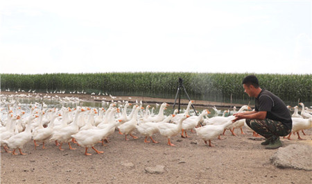 依安县：&ldquo;百只鹅&rdquo;唱响脱贫致富路