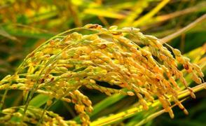 财政部：多措并举保粮食能源安全