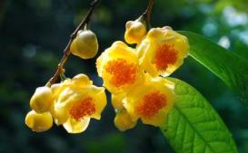 肉牛养殖、金花茶种植 特色产业助力脱贫增收