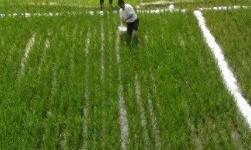 水稻侧深施肥技术“深耕”绿色米都建三江