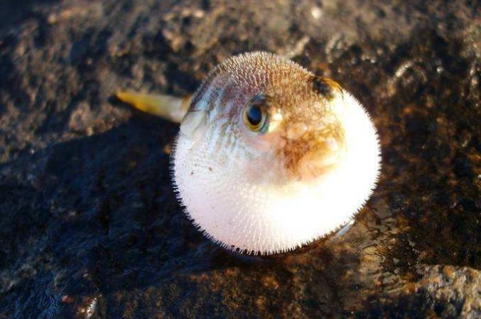 哪些食物天生带“毒”