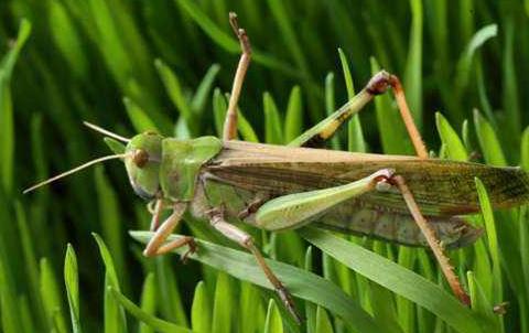我国科学家揭示蝗虫聚群成灾原因