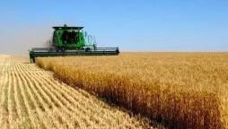 多省公布农村经济半年报 粮食生产“底盘稳”