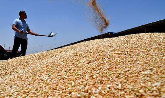 主产区小麦收购同比减少农民惜售是主因 粮食安全有保障