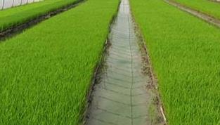 农业农村部：今年早稻预计增产 生猪恢复势头持续向好