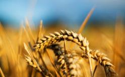 商务部：今年以来中国进口小麦明显增加