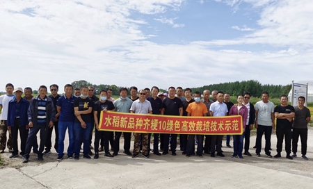 黑龙江省农科院齐分院水稻新品种&ldquo;齐粳10&rdquo;首次大面积推广喜获成功