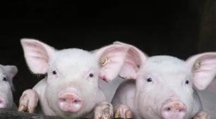 鸡猪涨飞天！这9股业绩大增 机构料涨幅空间超10%