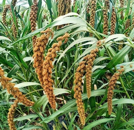 泰农供销电子商务入驻喀左利州工业园区