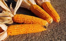 连续8个月上涨，还创6年来新高 “玉米”也疯狂了？