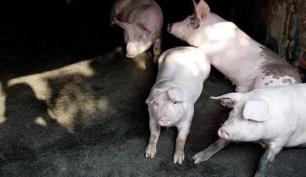 猪价怎么了？养头猪赚近2000元，养猪企业疯狂扩张