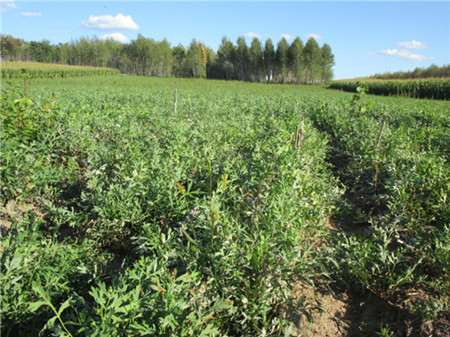 合理规划科学种植 富裕县中草药变成增收“金疙瘩”