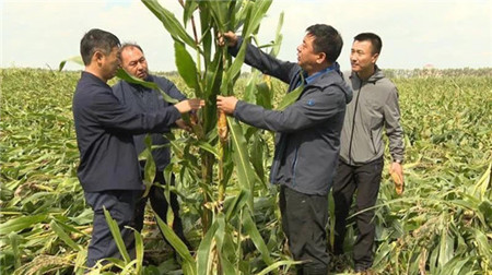 灾难无情人有情 克山县农家小庭院深藏大惊喜