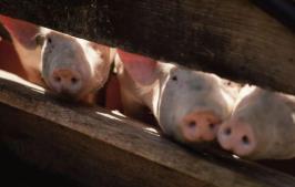 猪肉价格处于“猪周期”高位 供需矛盾待缓和