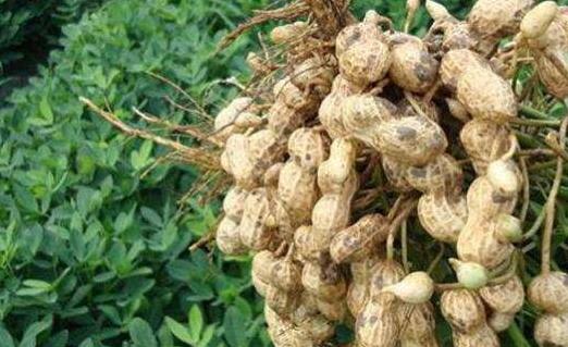 花生卖爆了！有人一天进货50吨，究竟发生了啥？