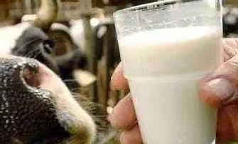 “现挤羊奶”衍生布病风险，该走出“无添加崇拜”误区了