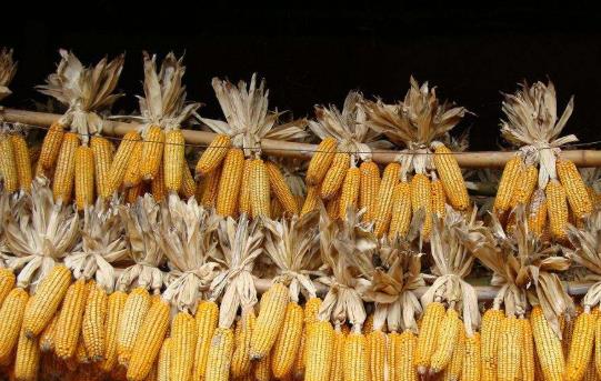 玉米价格上涨28.58% 供需缺口扩大