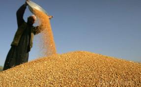 产粮大省力推小麦新政，传递出什么信号？