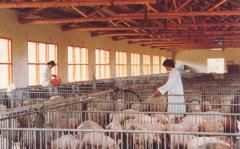 数据显示我国生猪产能持续向好 畜牧业生产逐渐恢复