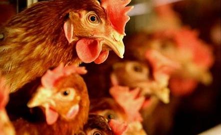 鸡肉价格三年来首次大跌，原因何在？