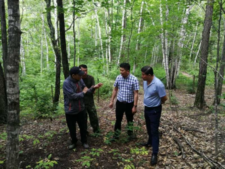 黑龙江胜利林场：观念破冰机制创新 生态优先林下生金