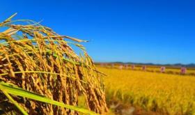 国家统计局：夏粮和早稻均丰收 秋粮丰收可能性也较大