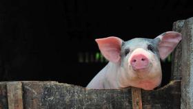 生猪基础产能持续巩固 猪肉市场供应逐步改善