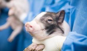 全球首例！基因编辑让猪能抗三种重大疫病