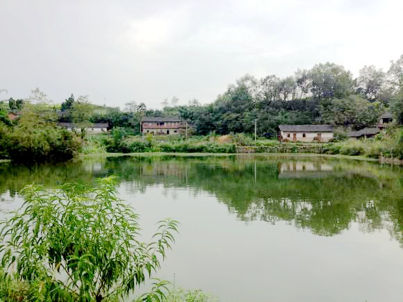 中国渔业协会副秘书长张福祥一行考察内江市中区白乌鱼基地：一条鱼带动一个产业良好发展