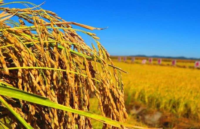 水稻、玉米、大豆三大粮食作物绿色发展增势明显