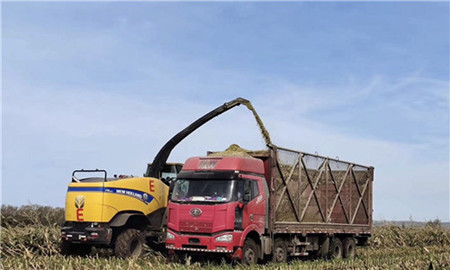确保颗粒归仓 克东县打响青贮收割攻坚战