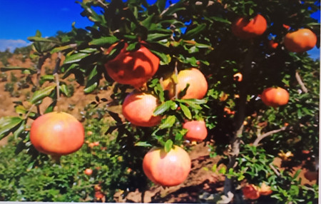 &ldquo;千年古城 榴在会理&rdquo; 四川会理在京举行石榴营销暨资源推介会&nbsp;