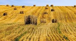 农业农村部：秋粮面积预计超12.8亿亩 丰收已成定局