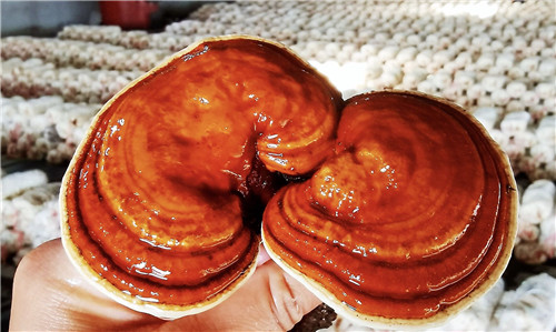 小灵芝迎来大丰收&mdash;&mdash;齐齐哈尔市梅里斯区特色种植撑起农民&ldquo;致富伞&rdquo;