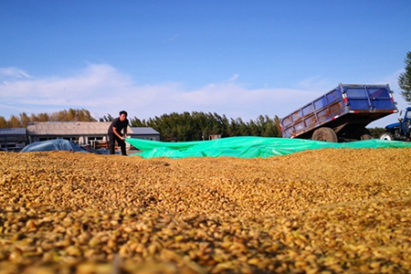 洪河农场：安全保粮 助农增收