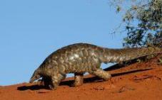 国家重点保护野生动物名录拟调整 范围大大增加