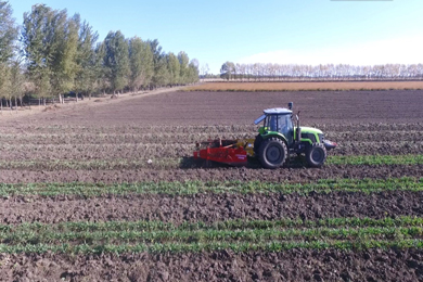 齐齐哈尔市梅里斯区中草药进入收获季 一条龙产业链为农民增收致富提供保障