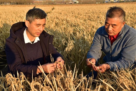 浙江大学新成果转化助黑龙江水稻亩增产超百斤