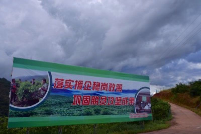 普洱为何能提前一年摘帽出列？特色产业带动“造血式”扶贫样本