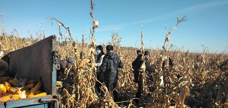 讷河市千名干部下乡：帮助建档立卡户抢收粮食