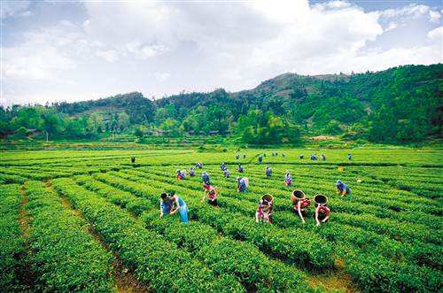 产业扶贫帮扶政策覆盖超98%的贫困户