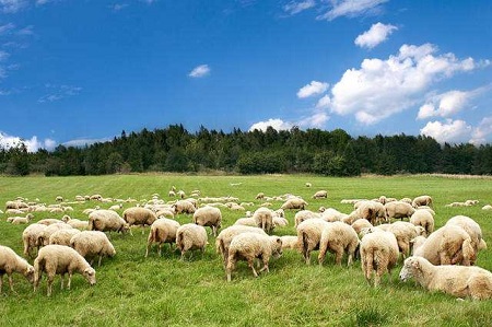 蒙古国首批捐赠羊已运抵武汉 湖北人民收下这份温暖礼物