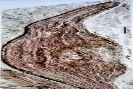 海南科技职业大学韩刚教授等揭示被子植物起源新证据