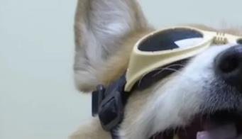 宠物也针灸、面部识别……市场规模或超2400亿元