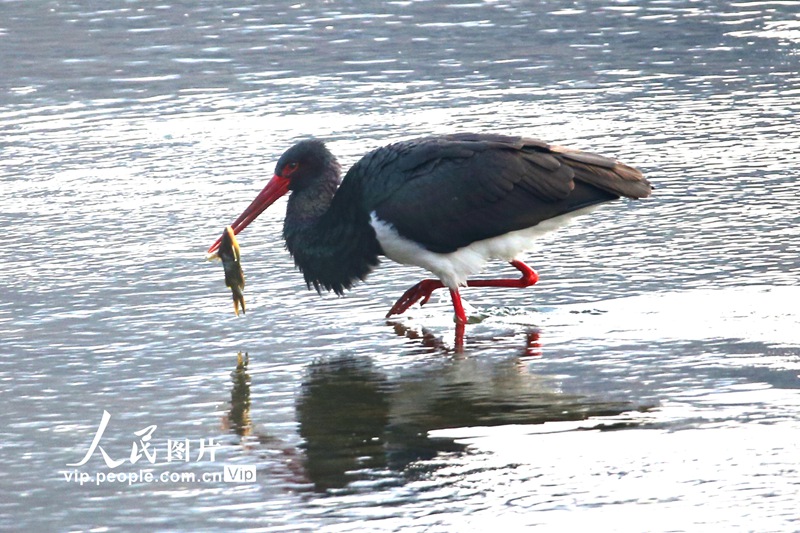 濒危鸟类黑鹳&ldquo;安家落户&rdquo;北京房山拒马河