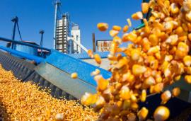 中国农作物良种覆盖率96%以上 有力支撑粮食连年丰收