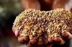 立法反浪费，为粮食安全加把“锁”