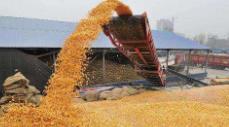 我国秋粮收购平稳有序优质优价